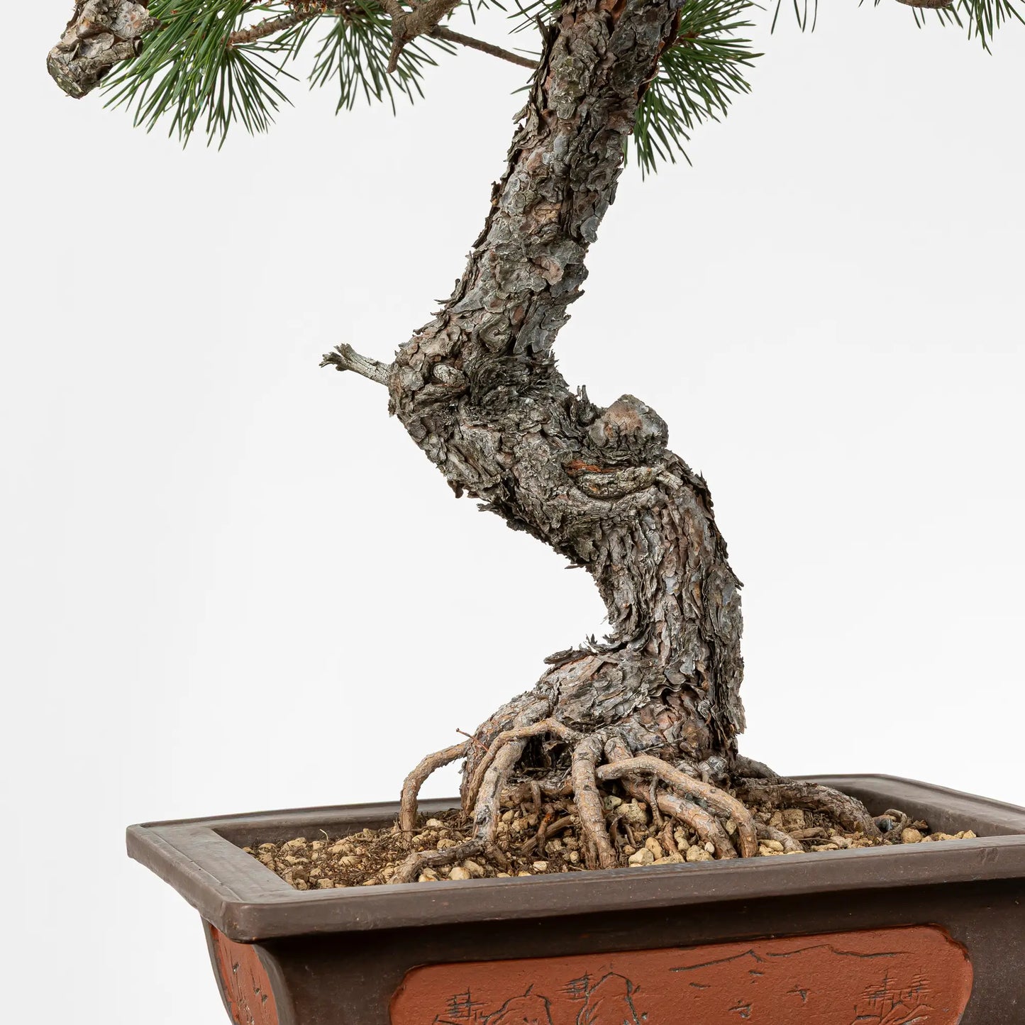 Detalle de tronco de bonsai yamadori de pinus sylvestris