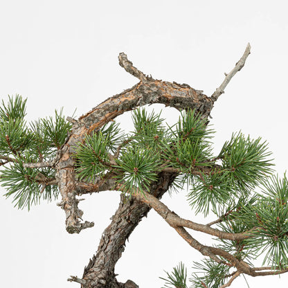 Detalle de curba y ramas de bonsai yamadori de pinus sylvestris