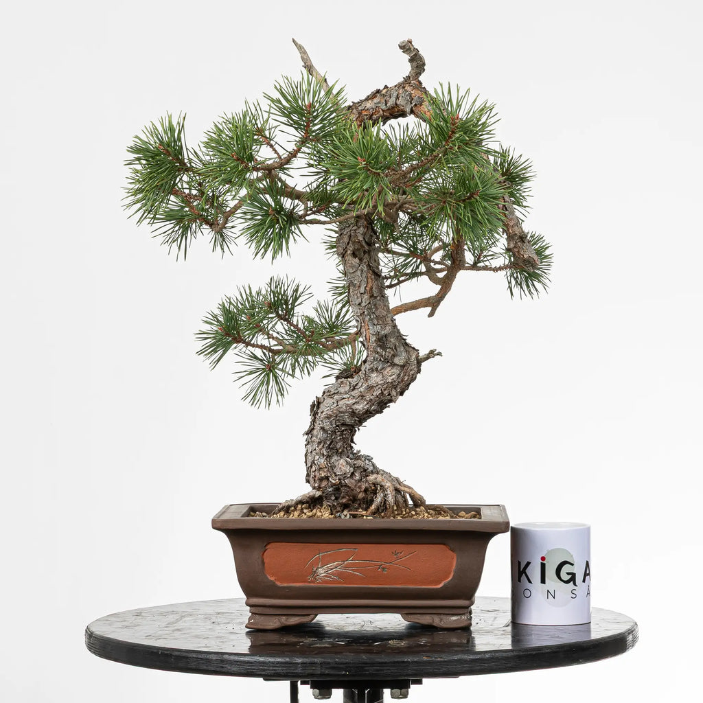 Comparativa de tamaño de bonsai yamadori de pinus silvestris con una taza de café de la tienda ikigai bonsai.