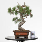 Comparativa de tamaño de bonsai yamadori de pinus silvestris con una taza de café de la tienda ikigai bonsai.