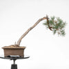 PINUS SYLVESTRIS