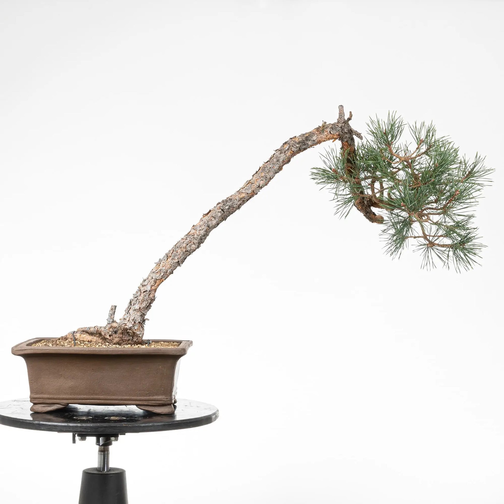 Bonsai yamadori de pino silvestre en estilo bunjin