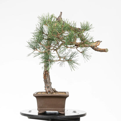 Cara derecha de bonsai de pino silvestre