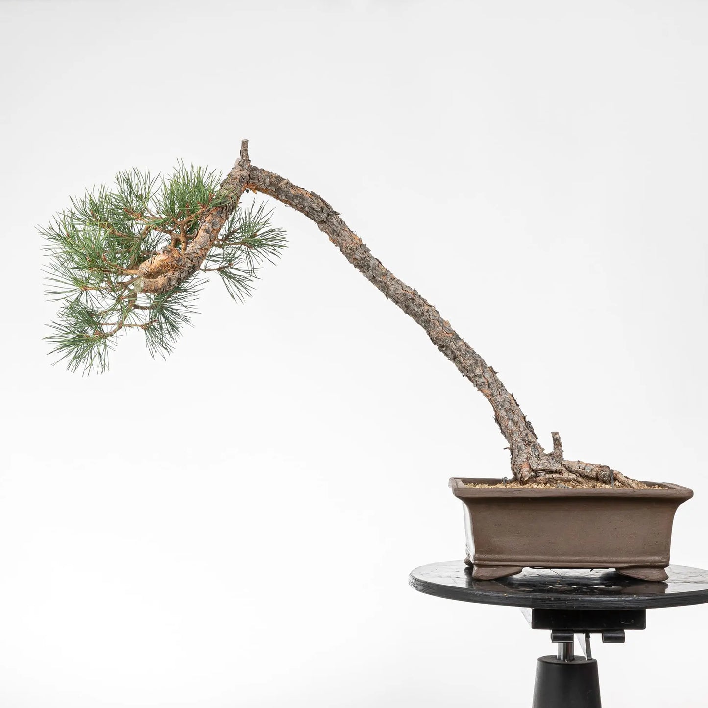 Cara trasera de bonsai de pino silvestre