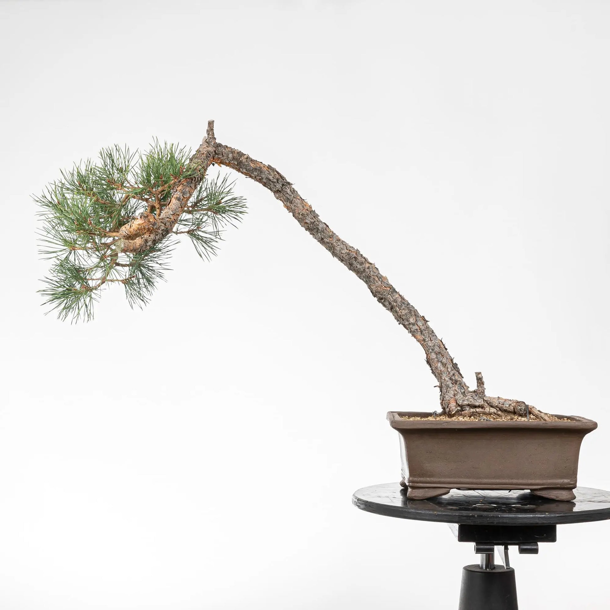 Cara trasera de bonsai de pino silvestre