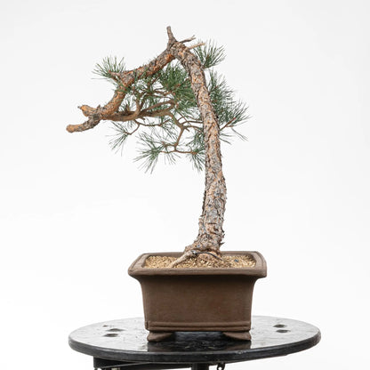Cara izquierda de bonsai de pino silvestre