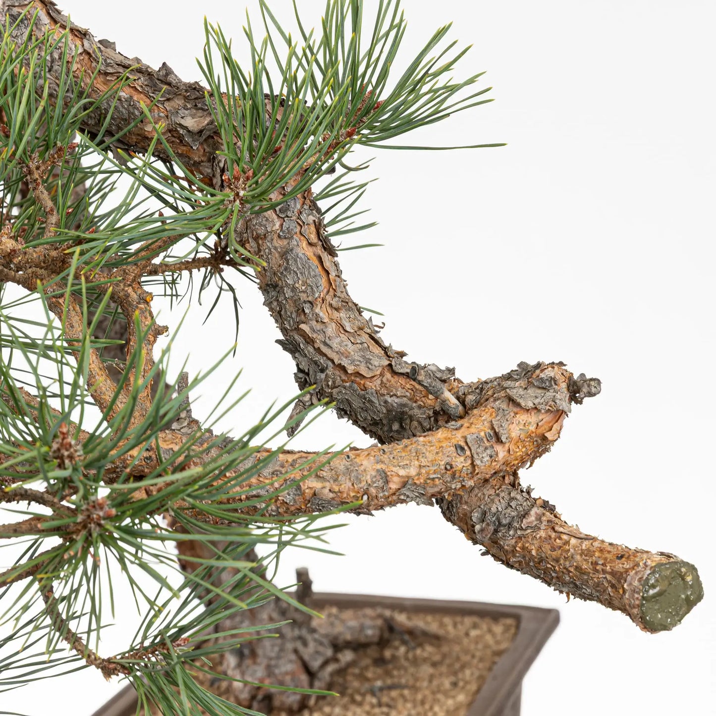 Detalle de codo y jin de bonsai de pino silvestre