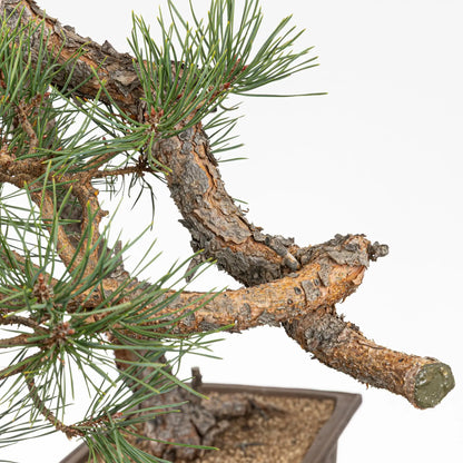 Detalle de codo y jin de bonsai de pino silvestre