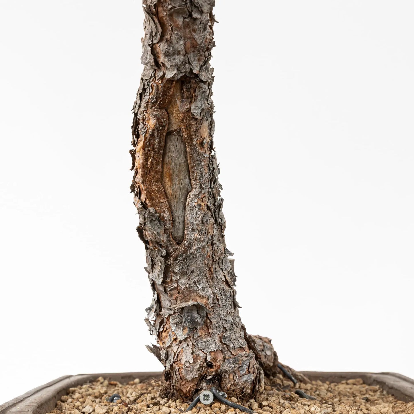 Detalle de corteza y shari de pino silvestre