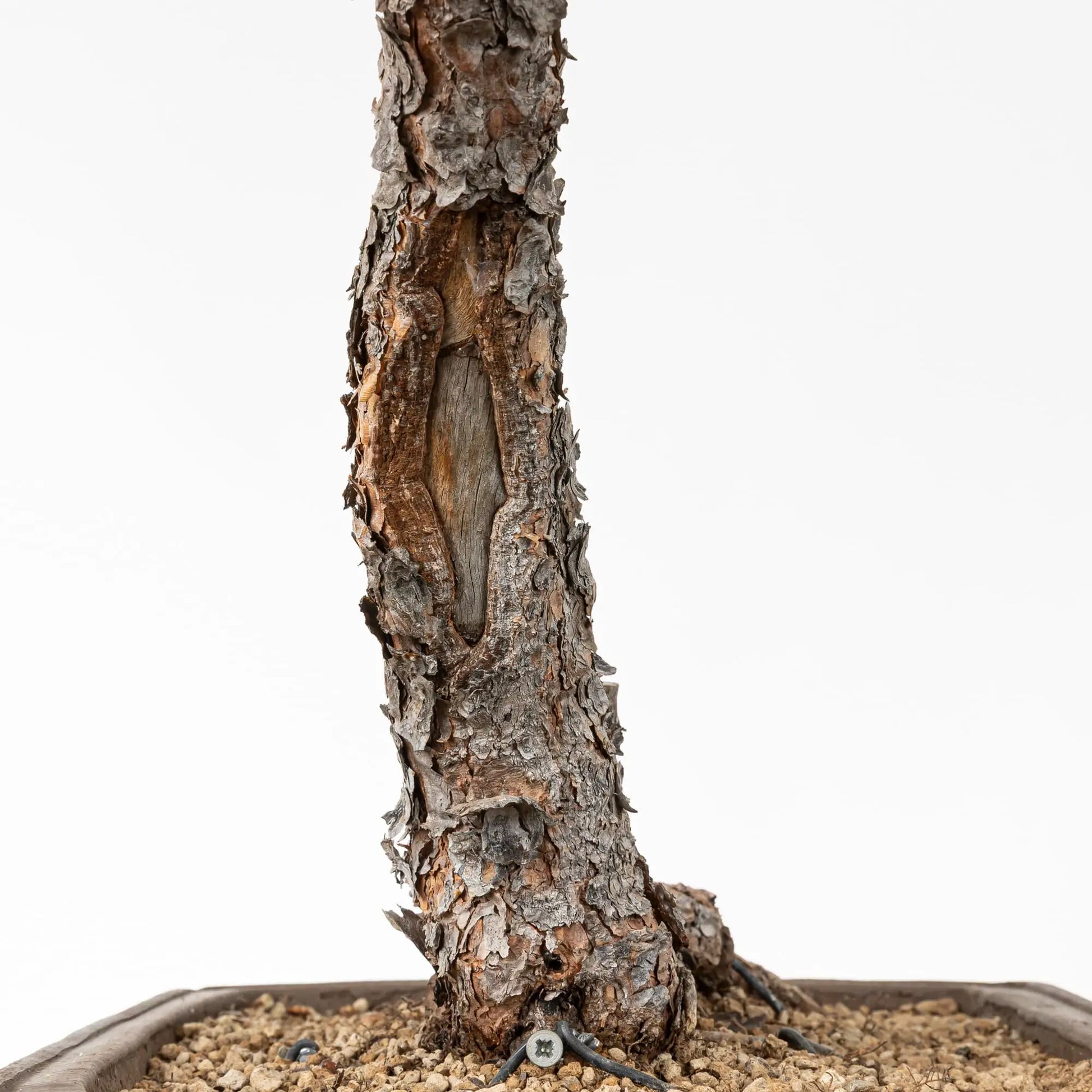 Detalle de corteza y shari de pino silvestre