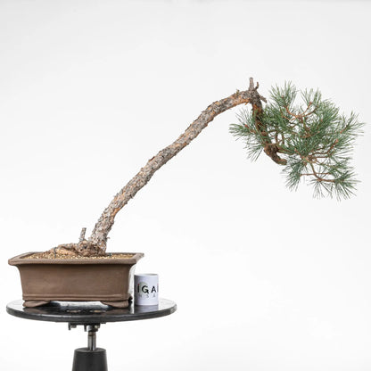 Comparativa de tamaño de bonsai con una taza de café