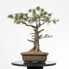 PINUS SYLVESTRIS