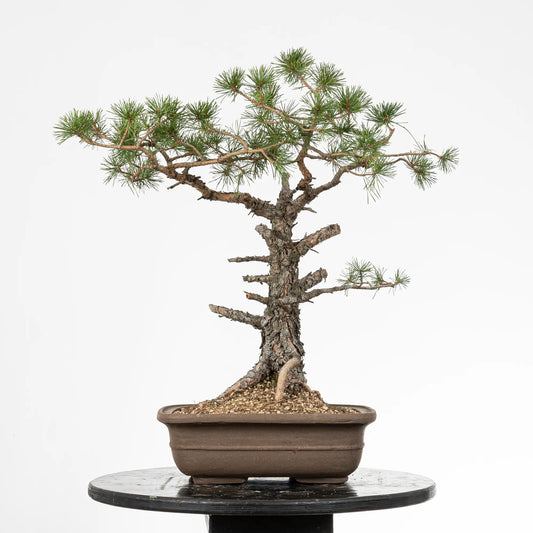 Bonsai yamadori de pinus sylvestris en estilo moyogi y tamaño dai
