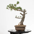 Cara derecha de bonsai yamadori de pinus sylvestris