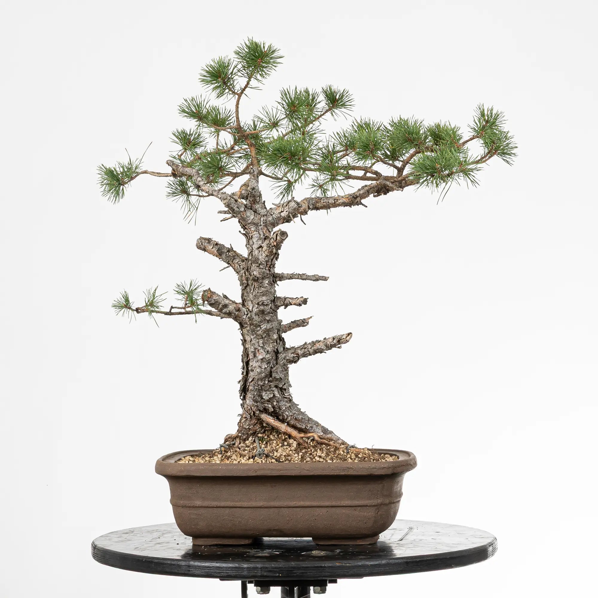 Cara trasera de bonsai yamadori de pinus sylvestris