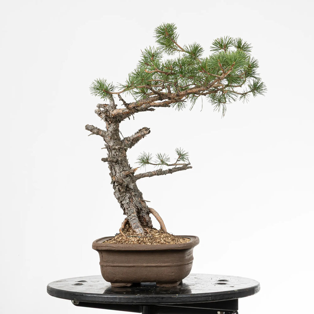 Cara izquierda de bonsi yamadori de pinus sylvestris
