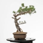 Cara izquierda de bonsi yamadori de pinus sylvestris