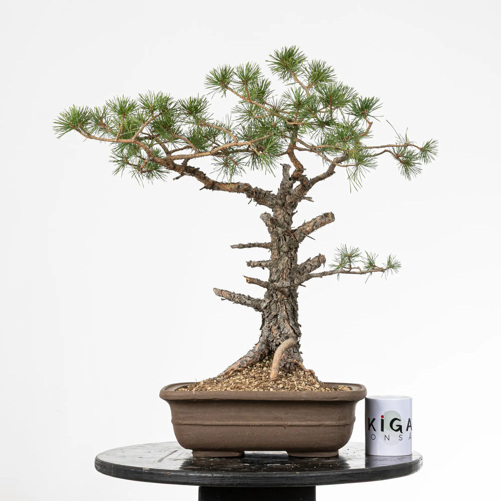 Comparativa de tamaño de un bonsai yamadori de pinus sylvestris con una taza de café de la tienda ikigai bonsai