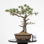 Comparativa de tamaño de un bonsai yamadori de pinus sylvestris con una taza de café de la tienda ikigai bonsai