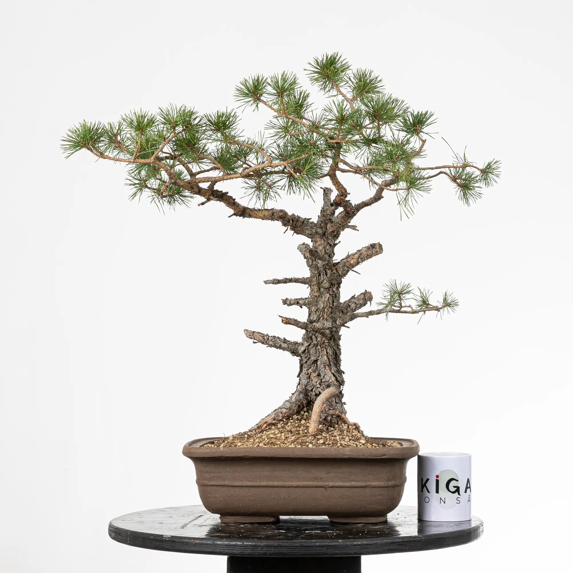 Comparativa de tamaño de un bonsai yamadori de pinus sylvestris con una taza de café de la tienda ikigai bonsai