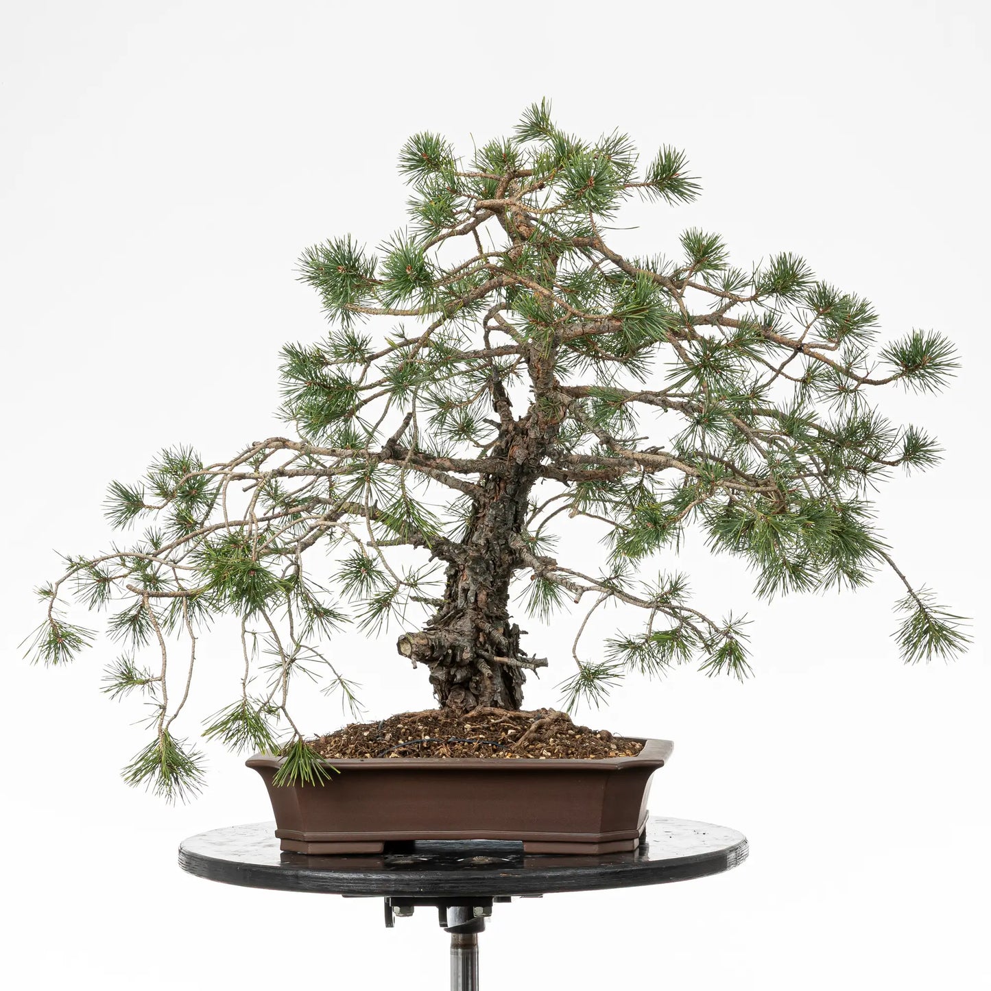 Bonsai yamadori de pino silvestre de estilo erecto informal y tamaño dai
