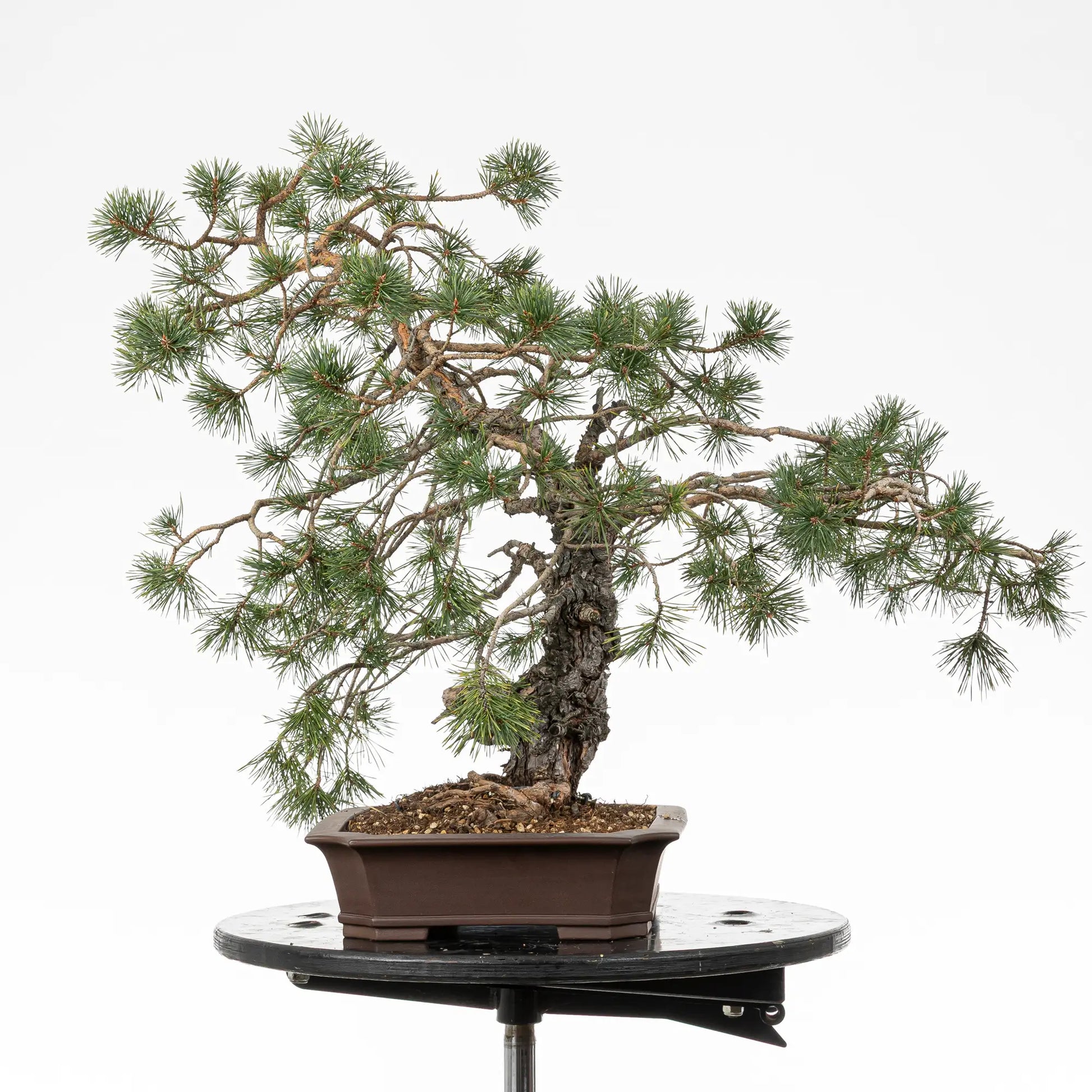 Cara derecha de bonsai yamadori de pino silvestre
