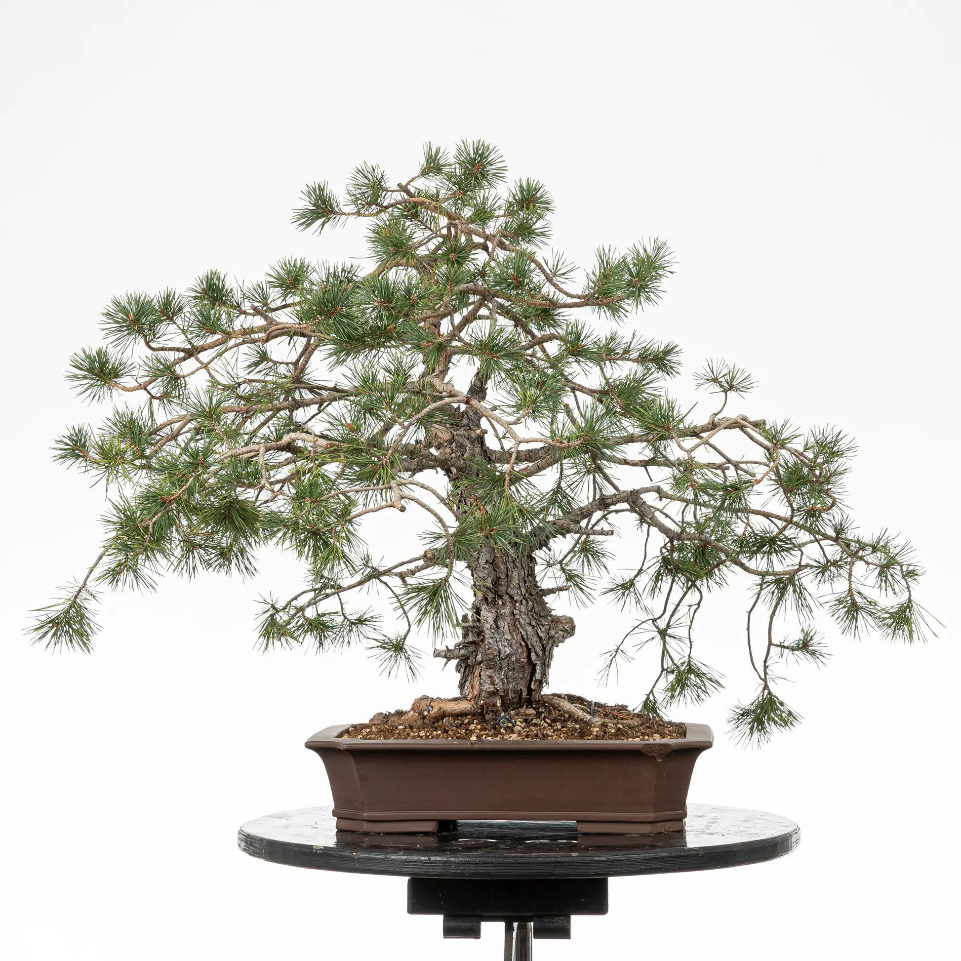 Cara trasera de bonsai yamadori de pino silvestre