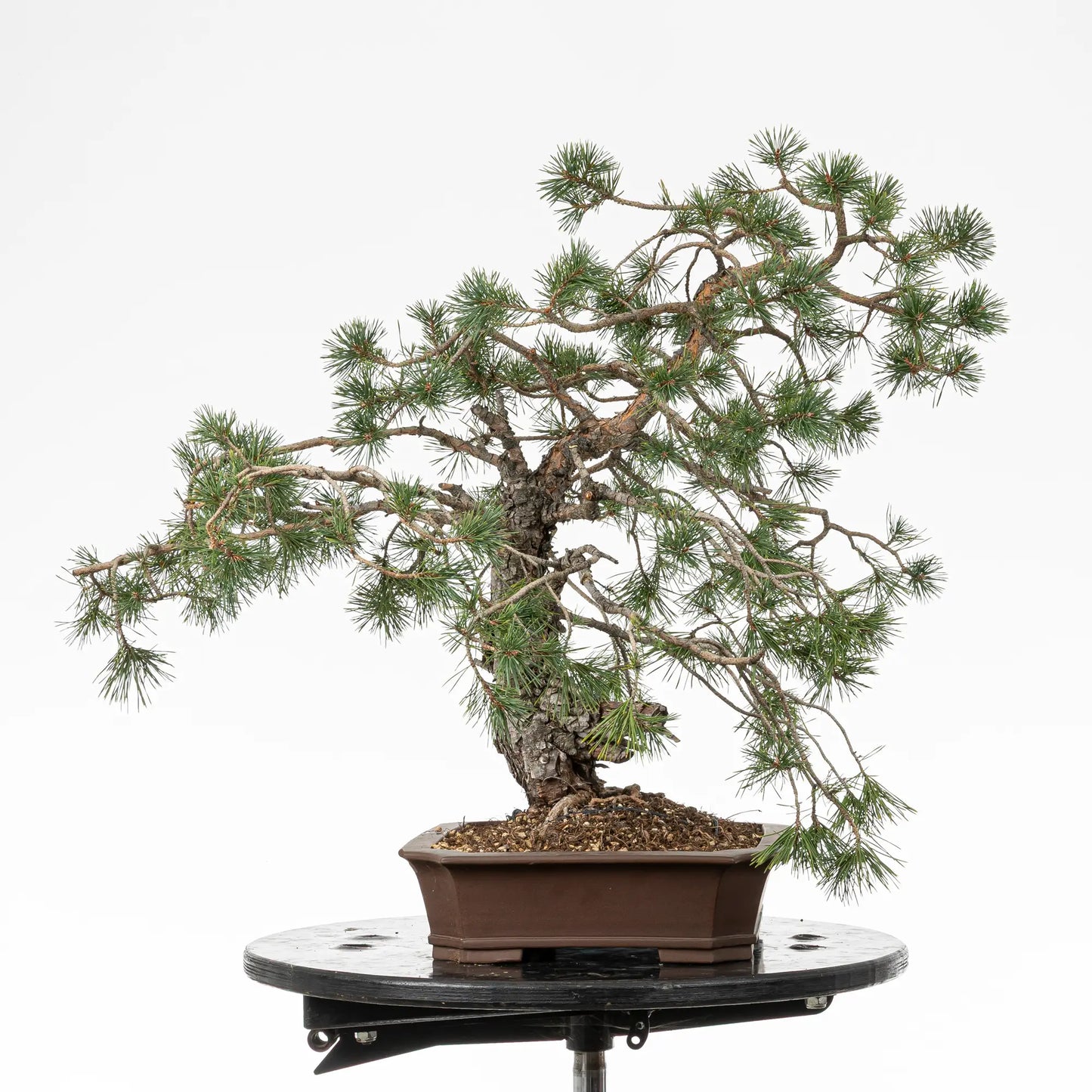 Cara izquierda de bonsai yamadori de pino silvestre