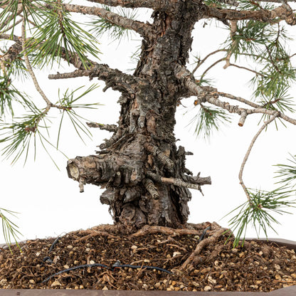 Detalle de tornco y nebari