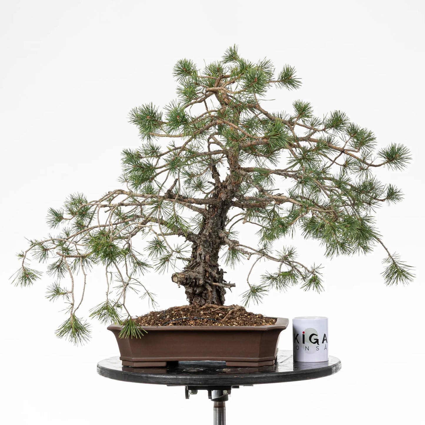 Comparativa de tamaño de un bonsai yamadori de pino silvestre con una taza de café de la tienda ikigai bonsai.