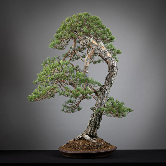 Frente de bonsai yamadori de pinus sylvestris en estilo bunjingi y tamaño dai