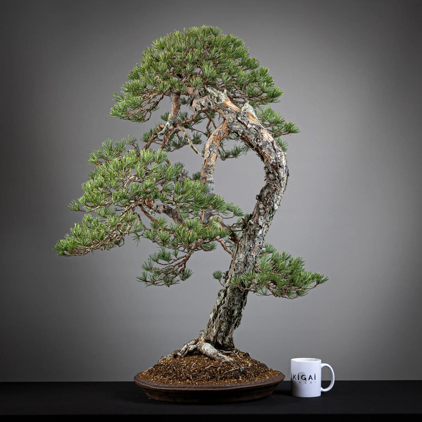 Comparativa de tamaño de un bonsai yamadori de pinus sylvestris tamaño dai con una taza de café de la tienda ikigai bonsai.