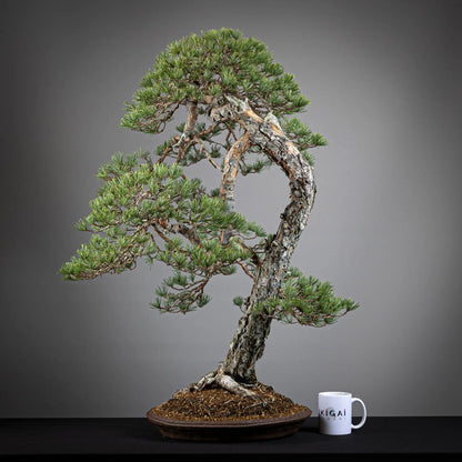 Comparativa de tamaño de un bonsai yamadori de pinus sylvestris tamaño dai con una taza de café de la tienda ikigai bonsai.
