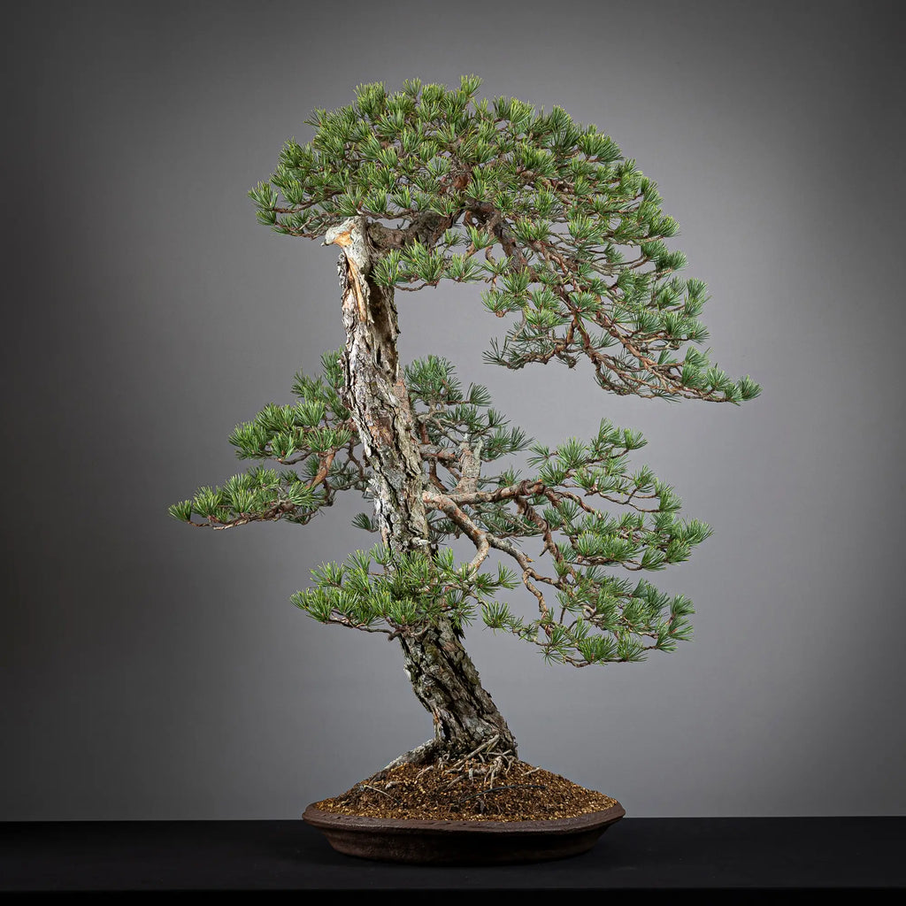 Cara derecha de bonsai yamadori de pinus sylvestris