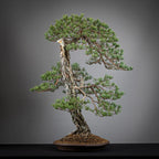 Cara derecha de bonsai yamadori de pinus sylvestris