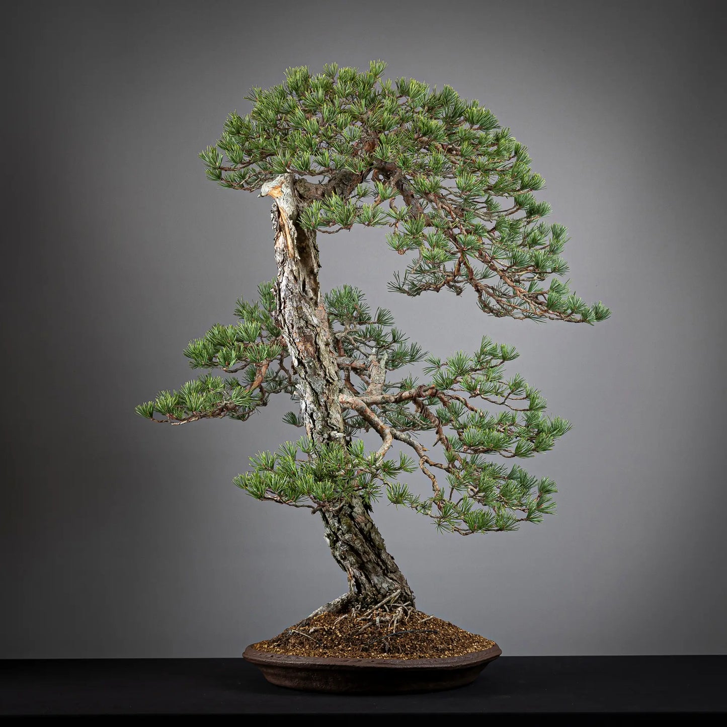Cara derecha de bonsai yamadori de pinus sylvestris