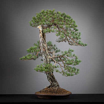 Cara derecha de bonsai yamadori de pinus sylvestris