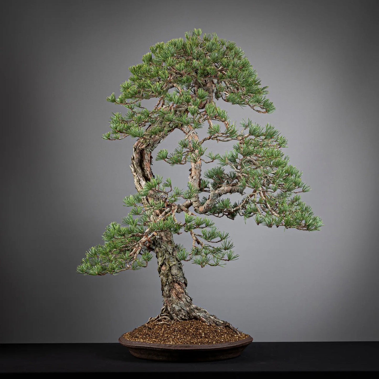 Cara trasera de bonsai yamadori de pinus sylvestris