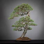 Cara izquierda de bonsai yamadori de pinus sylvestris