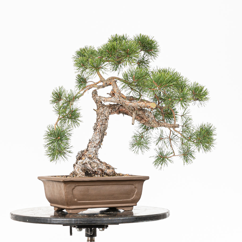 Bonsái - Pino silvestre (Pinus sylvestris) - PS10516