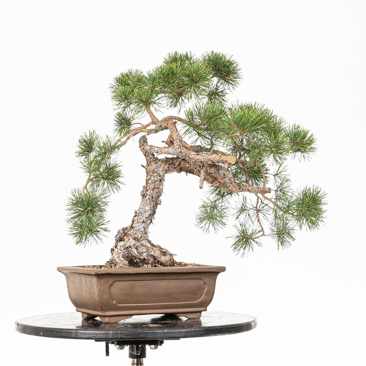 Bonsái - Pino silvestre (Pinus sylvestris) - PS10516