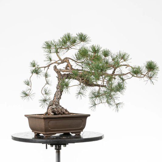 Bonsai yamadori de pinus sylvestris de estilo bunjin y tamaño chuhin