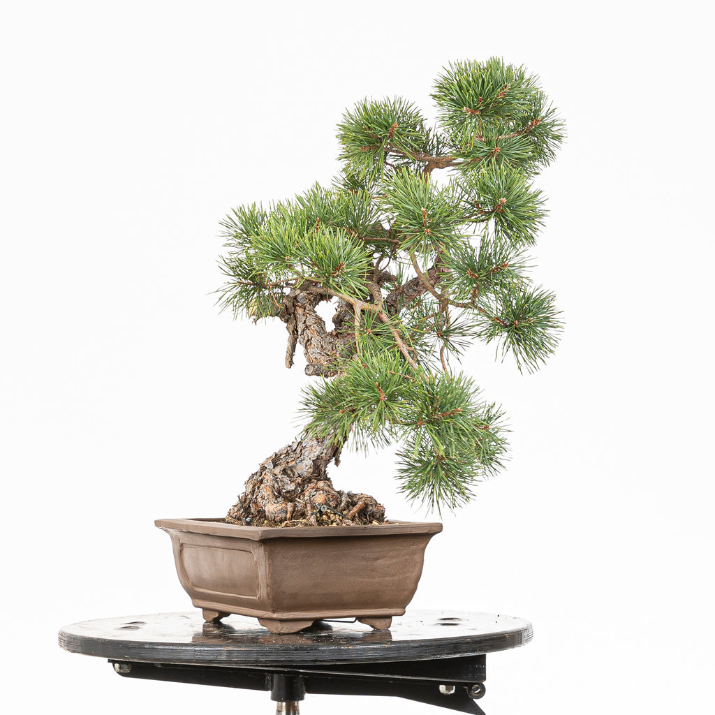 Bonsái - Pino silvestre (Pinus sylvestris) - PS10516