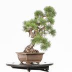 Bonsái - Pino silvestre (Pinus sylvestris) - PS10516