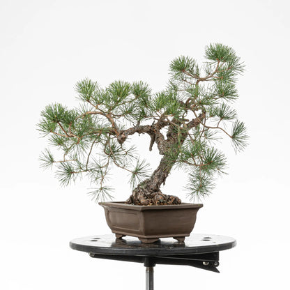 Cara derecha de bonsai yamadori de pinus sylvestris