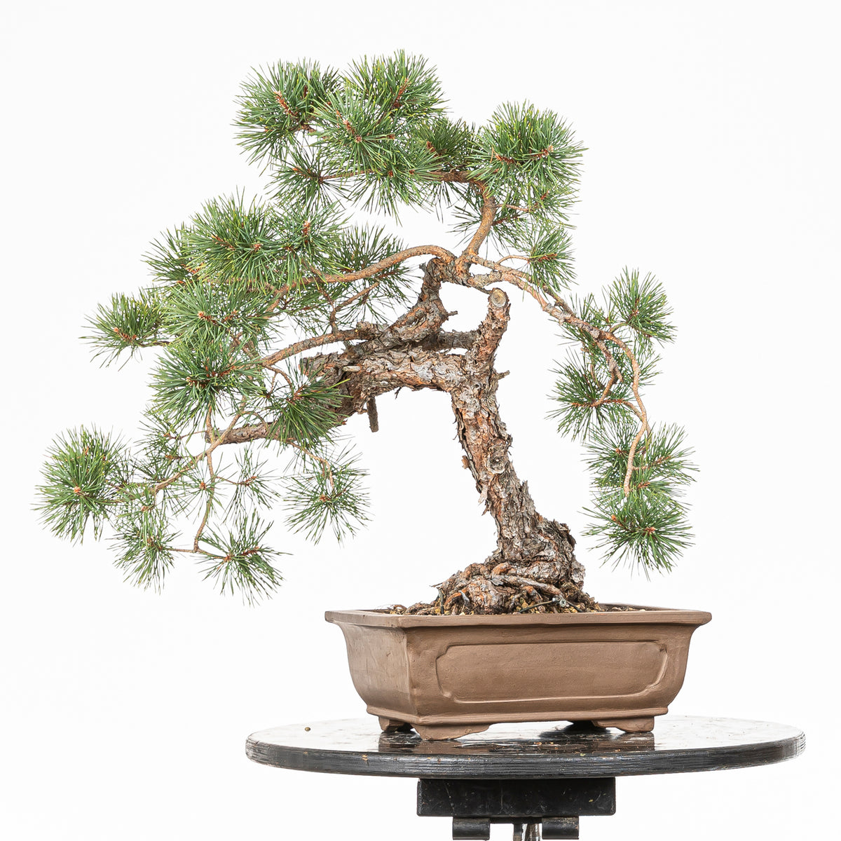 Bonsái - Pino silvestre (Pinus sylvestris) - PS10516