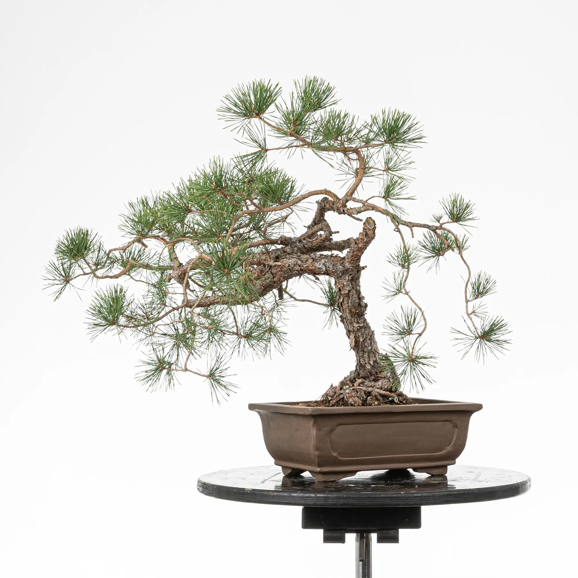 Cara trasera de bonsai yamadori de pinus sylvestris