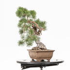 Bonsái - Pino silvestre (Pinus sylvestris) - PS10516