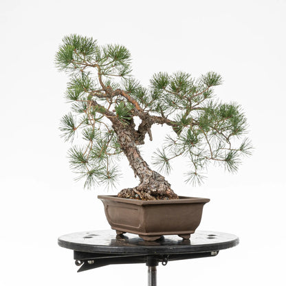 Cara derecha de bonsai yamadori de pinus silvestris