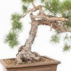 Bonsái - Pino silvestre (Pinus sylvestris) - PS10516